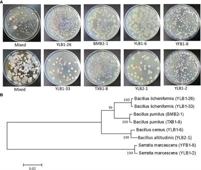Selenobacteria-mediated Se transformation and uptake involving the unique genetic code